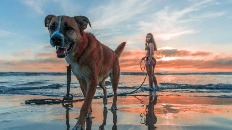 Atención - Los perros son detectores comprobados de malas intenciones