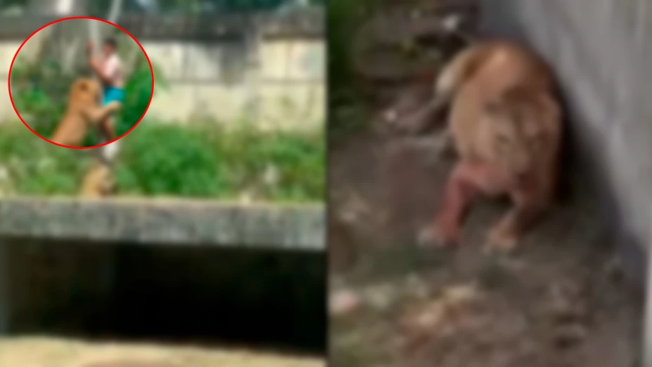 ¡Brutal IMAGEN! ¿Con el rostro desfigurado? Así fue identificado el joven que fue devorado por una leona en Brasil