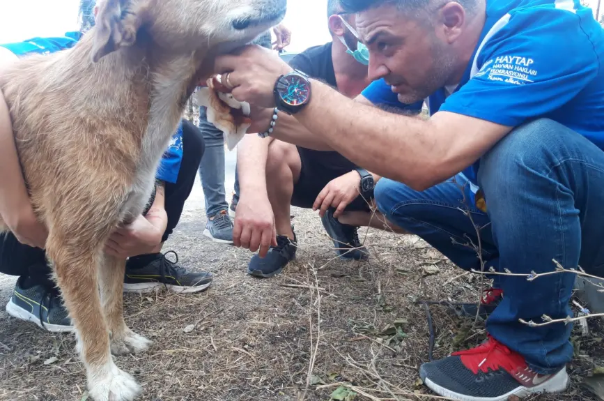 HAYTAP recoge a animales heridos por los incendios en Turquía