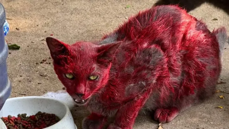 Gato cubierto de rojo en Texas: autoridades buscan rescatarlo y piden ayuda