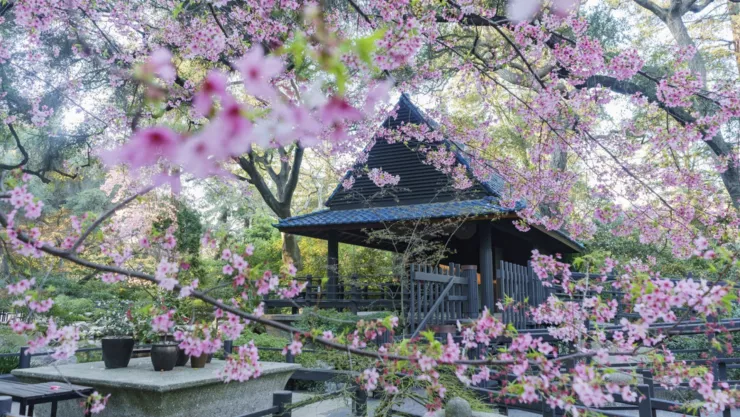 Cerezos en flor en el Descanso Garden, en California.