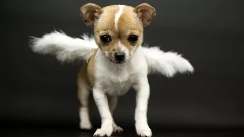 Permiso laboral para cuando fallece una mascota