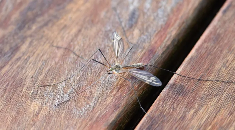 El repelente casero para alejar los mosquitos y que se hizo viral en TikTok
