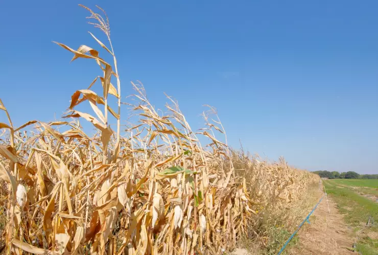 &iquest;Ayudaron las lluvias a reducir las sequ&iacute;as en M&eacute;xico? Este es el mapa comenzando julio