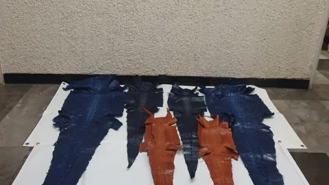 B00ATD PIELES DE COCODRILO ASEGURADAS ok.jpeg