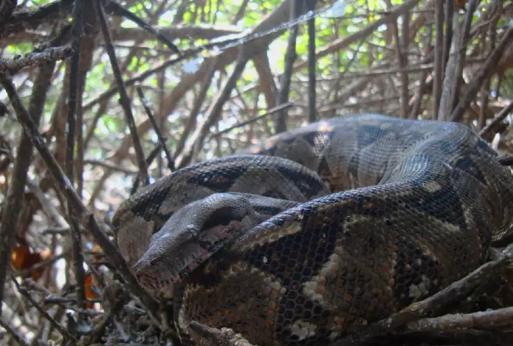 Esta es la serpiente más larga y gruesa de todo México (FOTOS)
