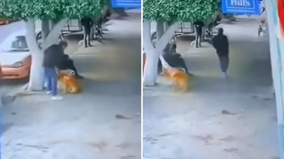 Abandonan a perrito.png