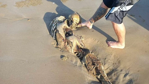 sirena australia playa