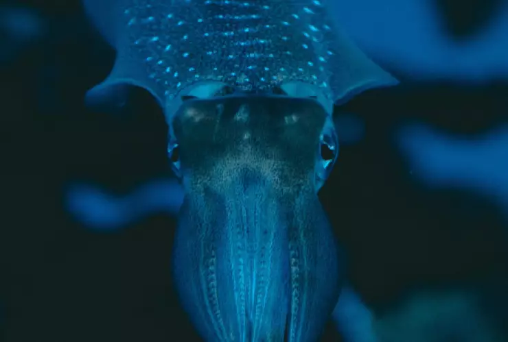 “Era enorme”_ Graban a calamar gigante en las costas de Japón