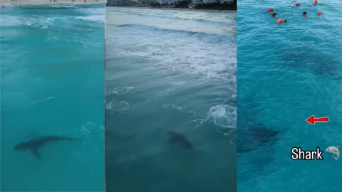 VIDEO_ Captan avistamiento de tiburón en playa de Cancún