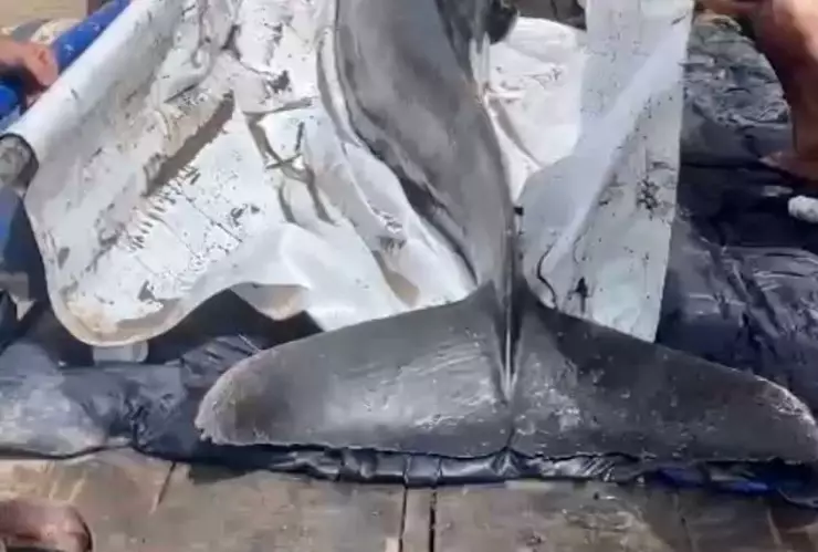 Rescatan a uno de los delfines atrapados en un canal de riego de Novolato, Sinaloa