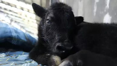  Clonación de yak 