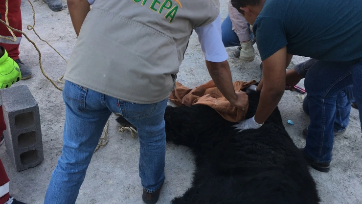 Oso Negro