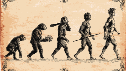 L&iacute;nea evolutiva de los neandertales