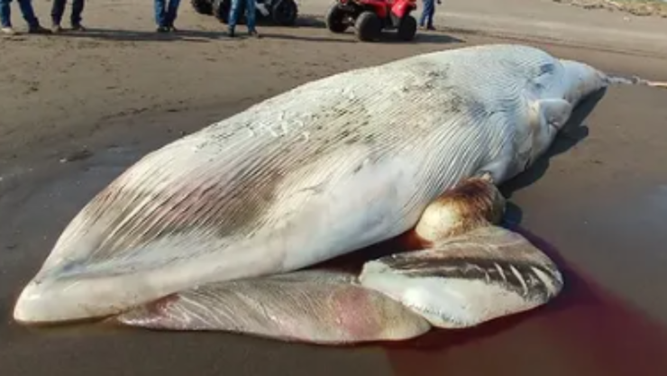 Ballena sin vida sobre la zona de Nautla, Veracruz