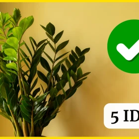 Zamioculcas