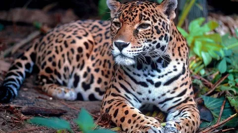 Aumenta el número de Jaguares en México
