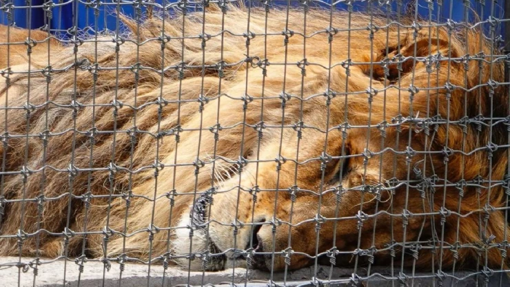 Profepa clausura refugio de leones; concluye traslado de felinos