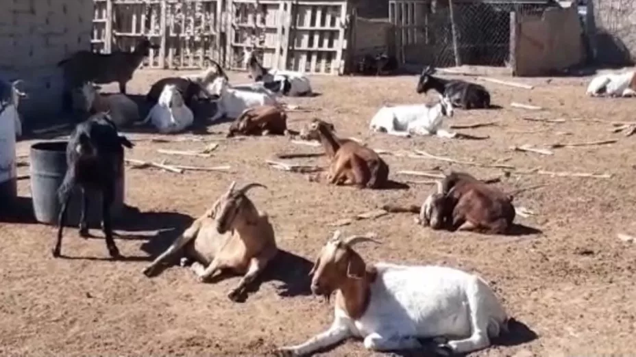 Ganado Coahuila_Comunicación Coahuila .jpeg