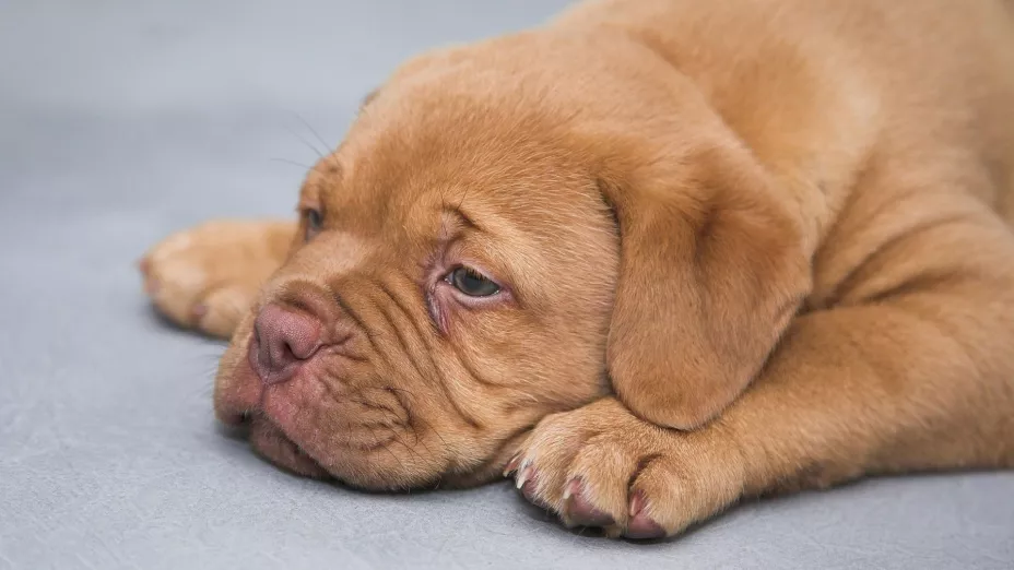 Tu perro está triste Descubre si puede sufrir depresión y cómo ayudarlo