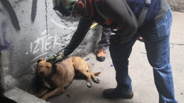 Un perrito fue rescatado en la Línea 8 del Metro CDMX hoy.