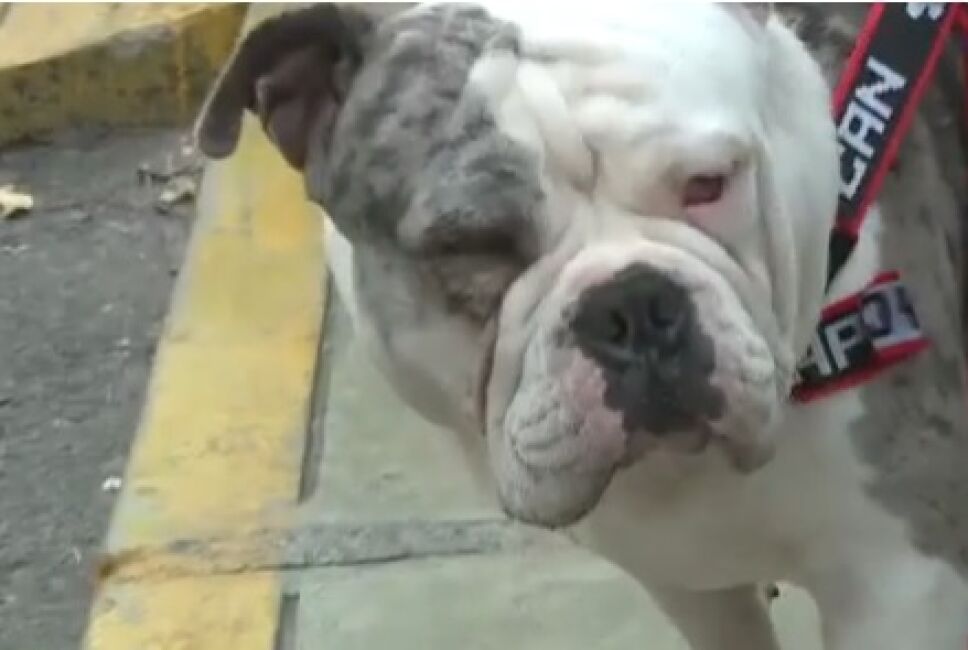 Captan a trabajador del Congreso golpeando y ahorcando a su perro