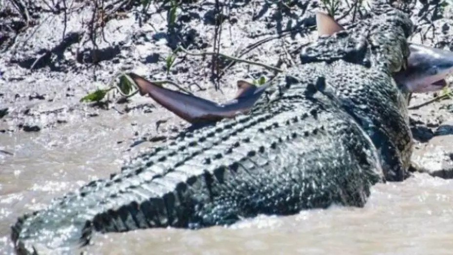 Cocodrilo ataca a niño de 8 años