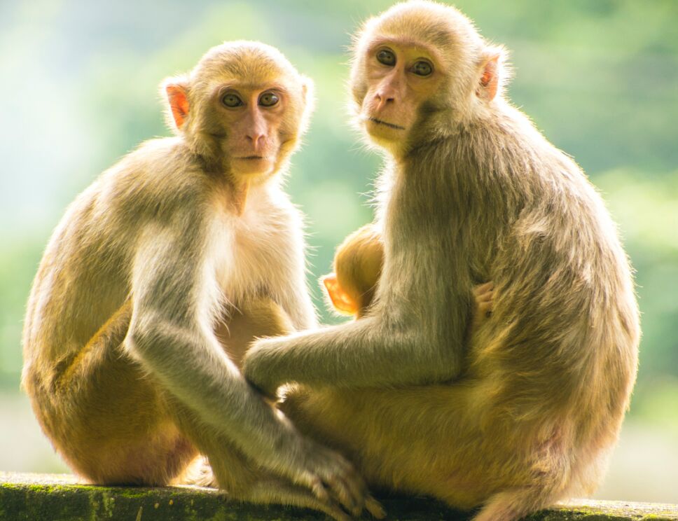monos perritos india