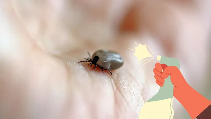 El mejor ingrediente de cocina para eliminar las garrapatas