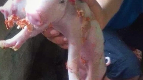 En este estado de México nació un cerdito de dos cabezas