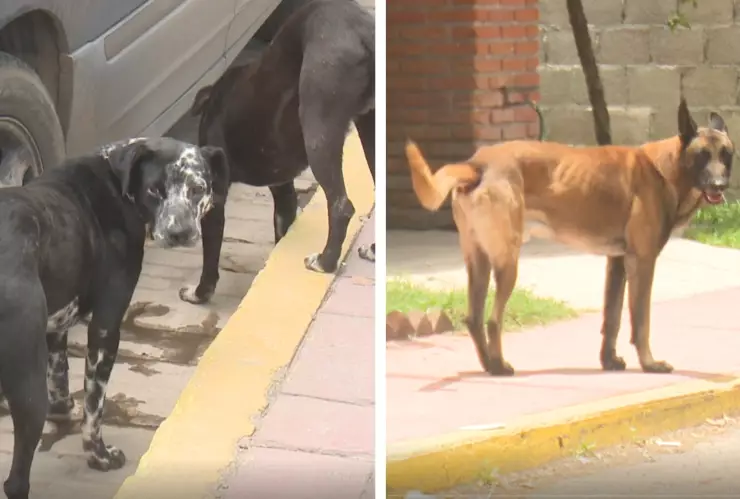 Teotihuacan jauria muertes