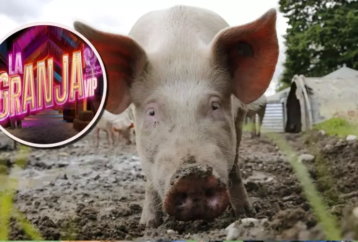 CURIOSIDADES DE LOS PUERQUITOS.jpg