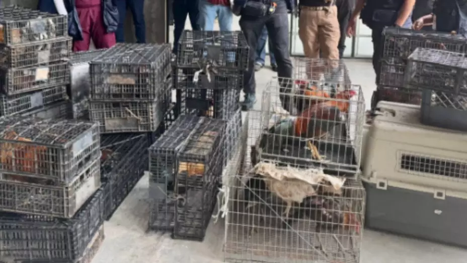 Rescatan a más de 150 animales en incautación en alcaldía Álvaro Obregón