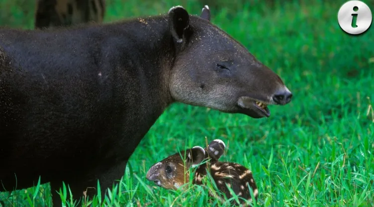 Tapir de Baird El rol crucial de este animal en la regeneración de la vegetación.jpg