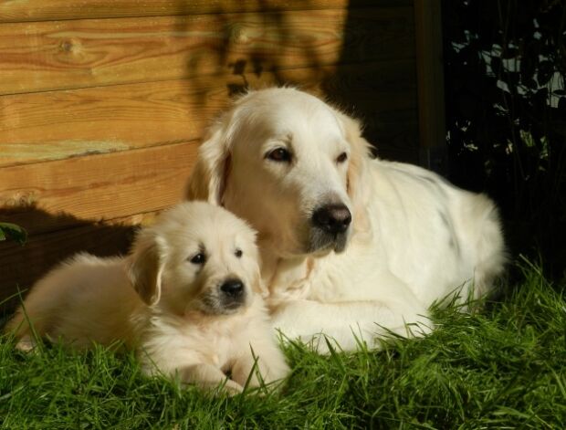 perros, razas, inteligentes, cuáles son d Wikimedia.jpg