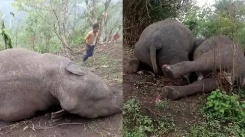 elefantes rayo india.jpg