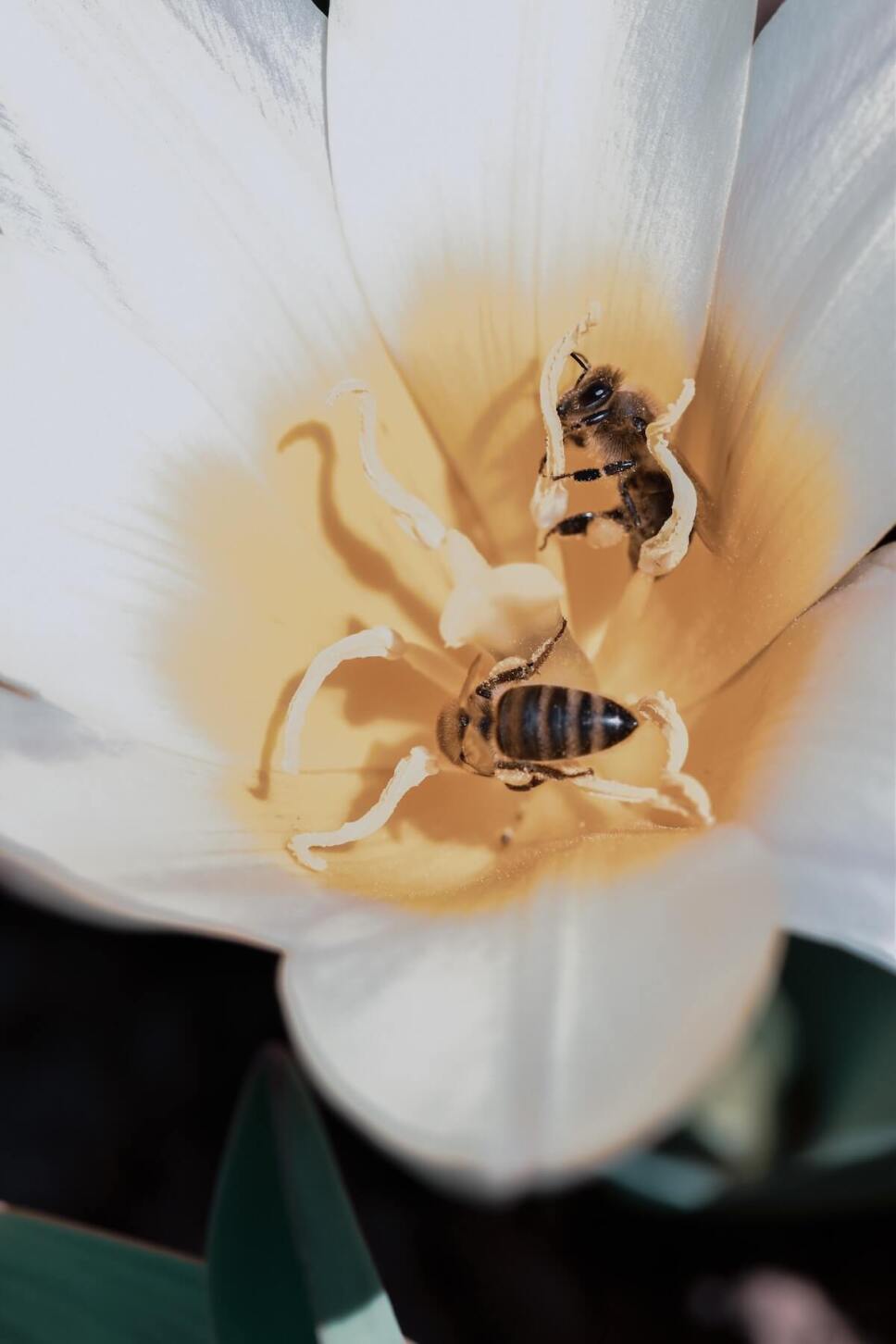 abejas polinizando una flor