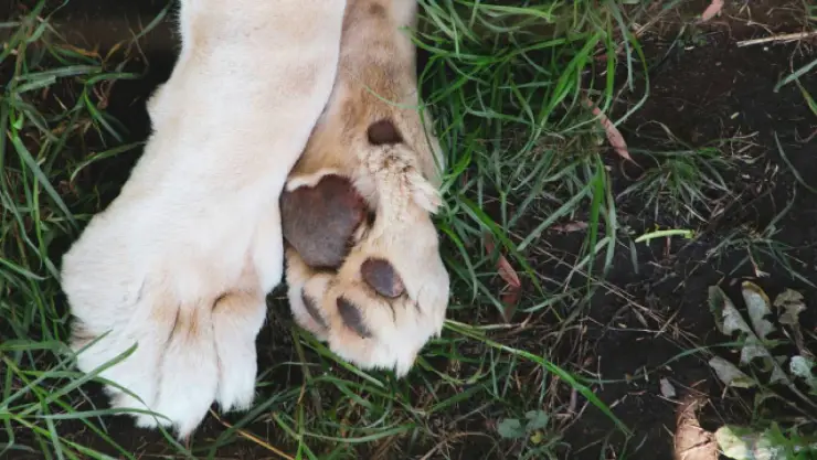 Premios Oscar 2024_ Este es Messi, el perro nominado que tiene una estremecedora historia