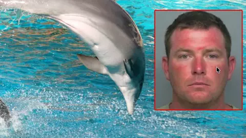 hombre asegura haber sido secuestrado por delfines