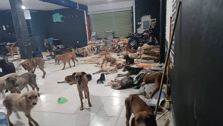 ¡Lograron resguardarlos! Más de 50 perritos evacuados ante el paso del huracán Beryl en Quintana Roo