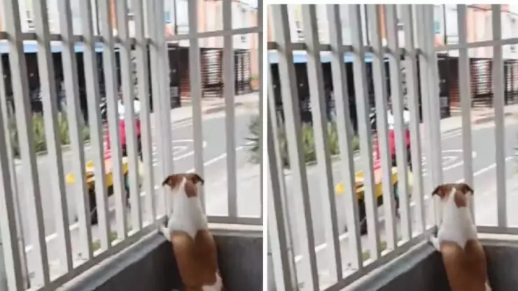 Perrita que espera cocos