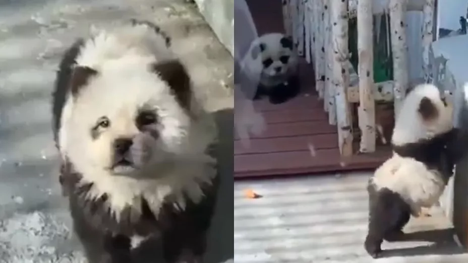 Zoológico en China disfrazaba a perros para hacerlos pasar por pandas