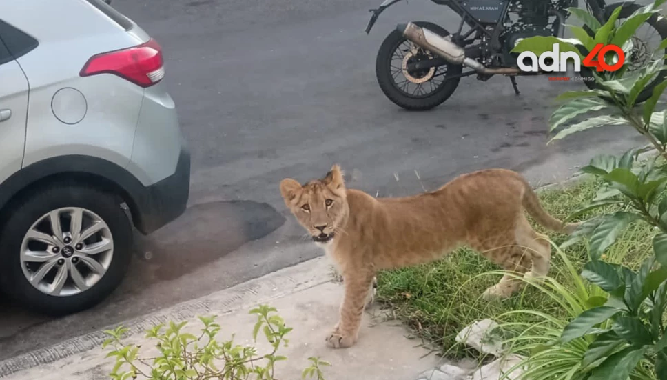 León en zona residencial de la Riviera Veracruzana causa temor a vecinos