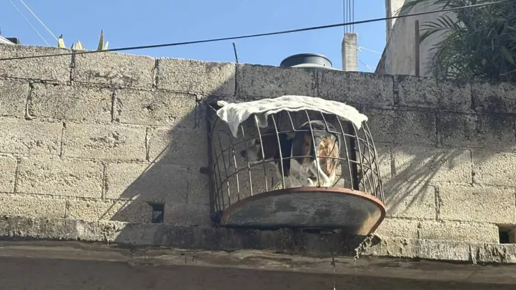 Denuncian maltrato animal de un perrito en una jaula en Guerrero. .jpg