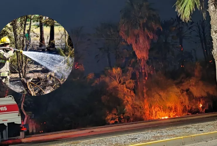 Palmeras quemadas tras incendio en Los Mochis