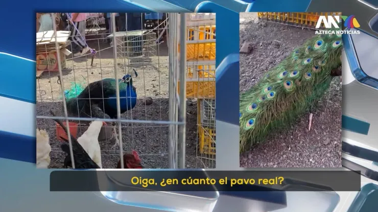 Tráfico de animales en CDMX y Edomex: Precios y especies en mercados ilegales 2026