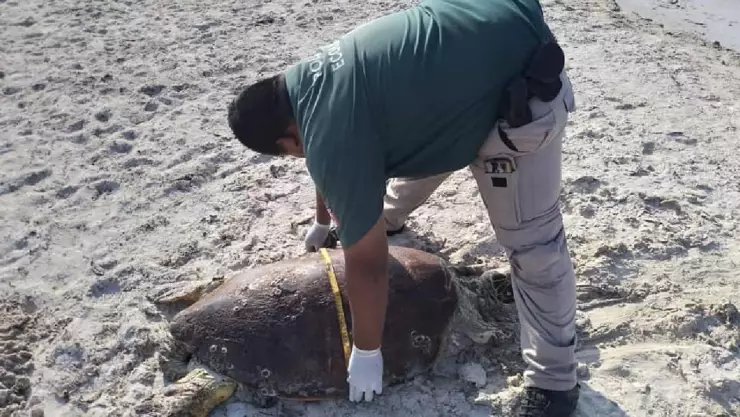 Hallan tortura MUERTA en costa de Progreso (FOTOS)