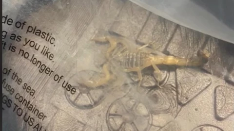 Alacrán en shein.jpg