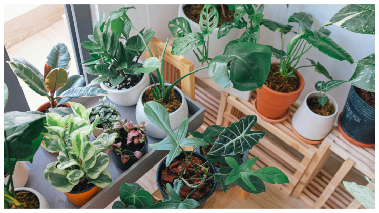 ¿Cómo cuidar tus plantas durante las olas de calor?