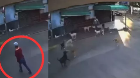 Fiscalía investiga ataque de 15 perros a adulta mayor en Cuautlixco